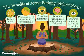 The Benefits of Forest Bathing for Stress Reduction and Wellbeing